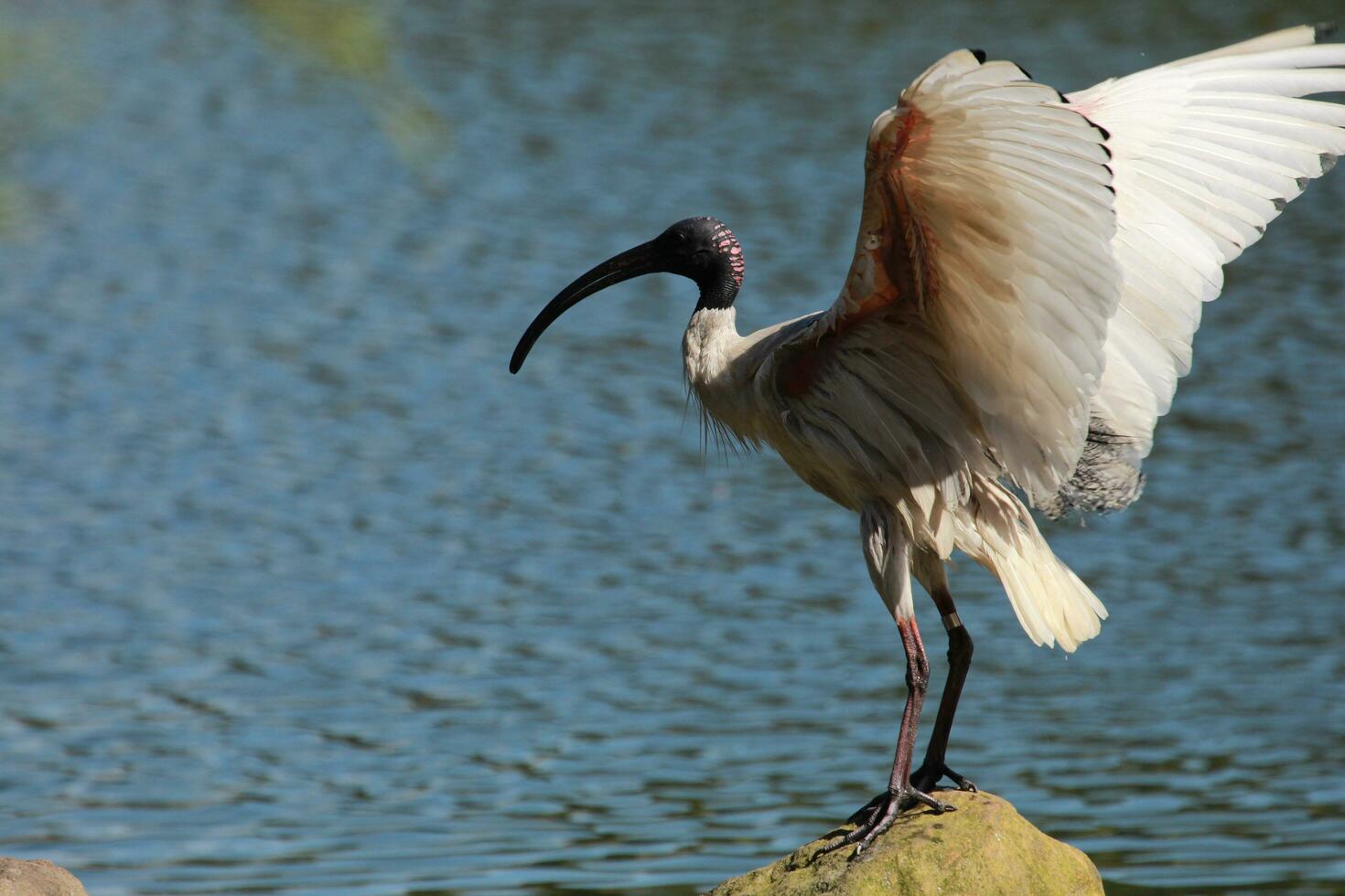 ibis blanc australien photo