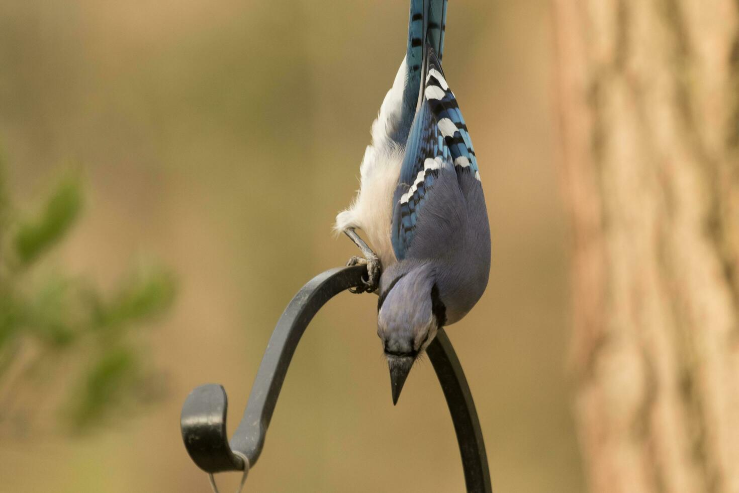 bleu geai dans Etats-Unis photo