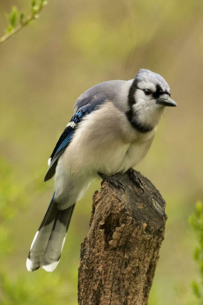 bleu geai dans Etats-Unis photo