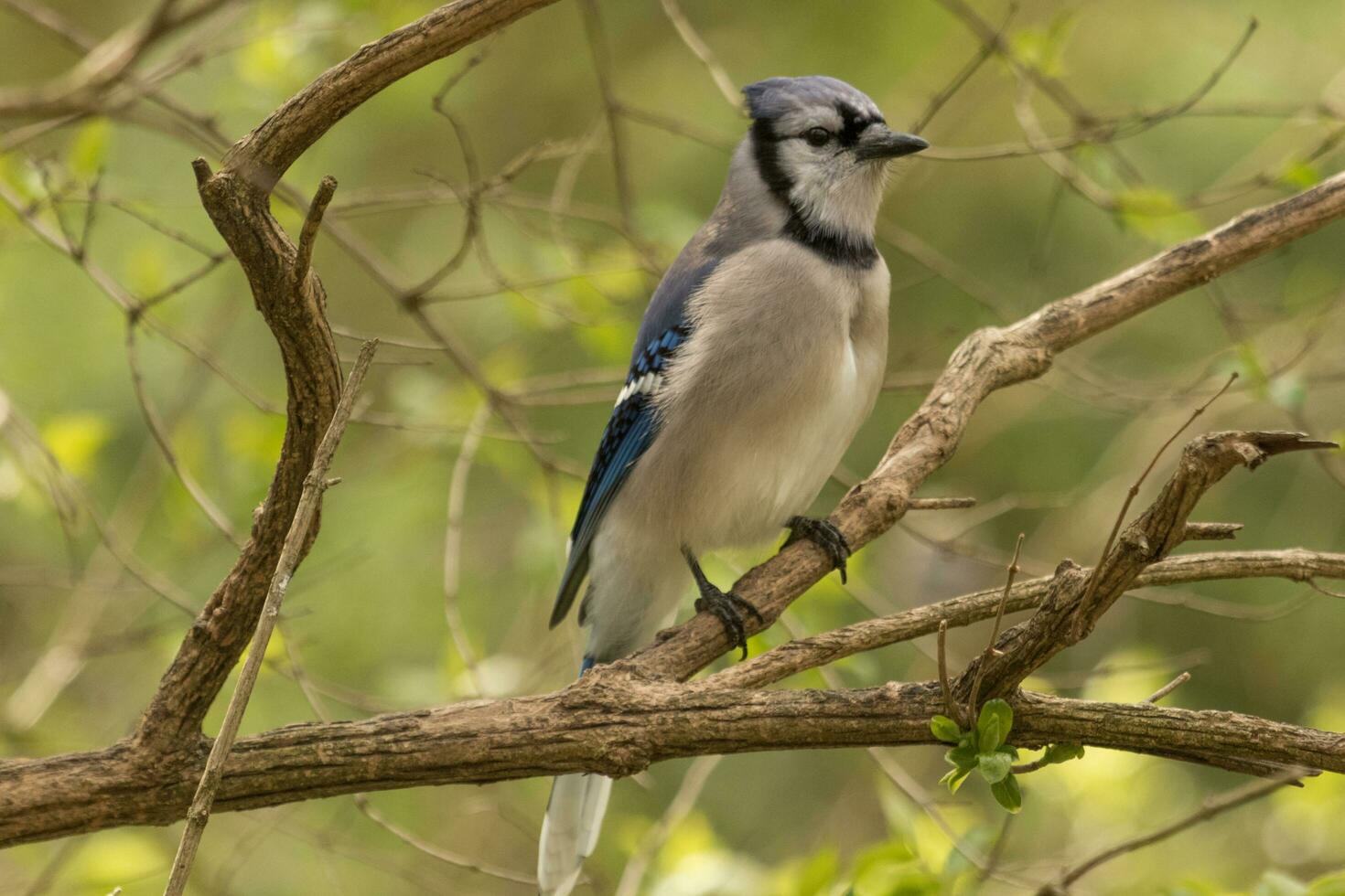 bleu geai dans Etats-Unis photo