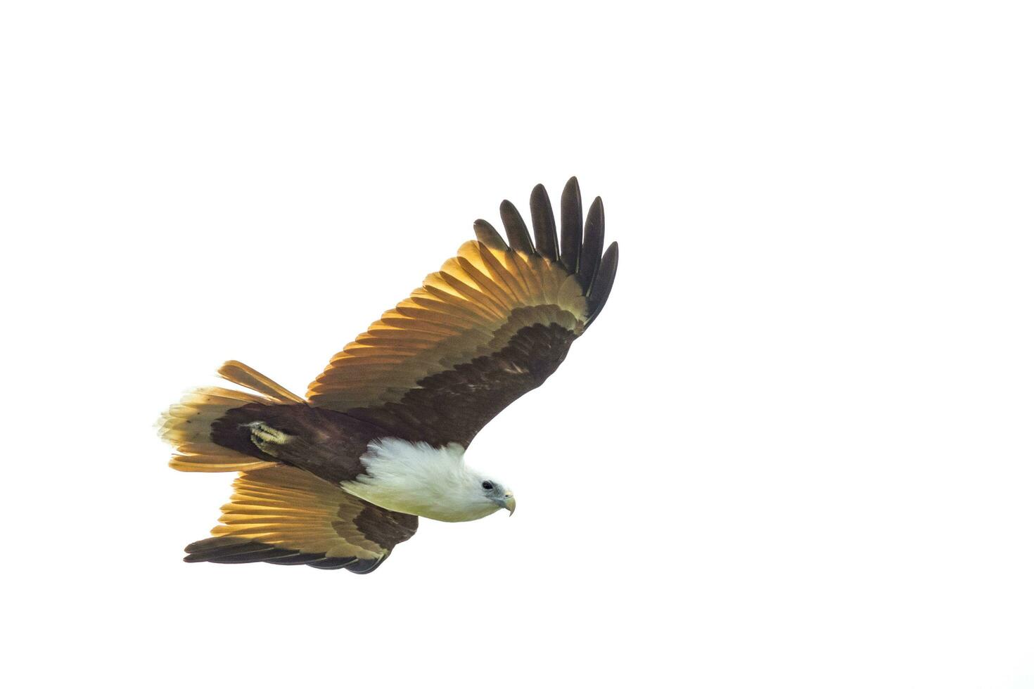 brahmane cerf-volant dans Australie photo