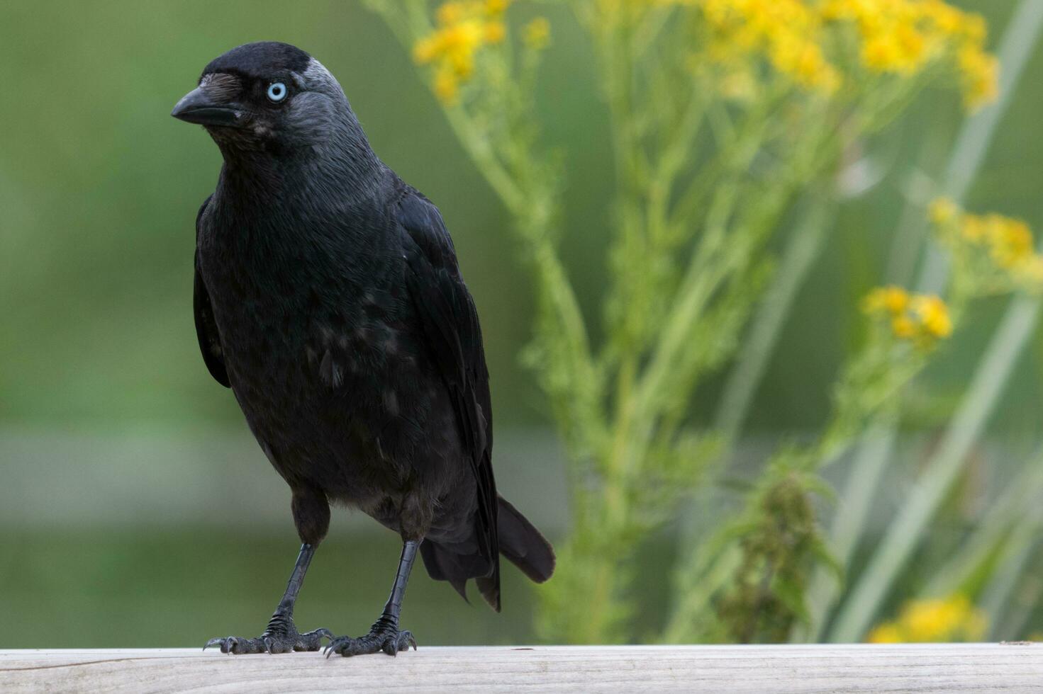 choucas corbeau dans Angleterre photo