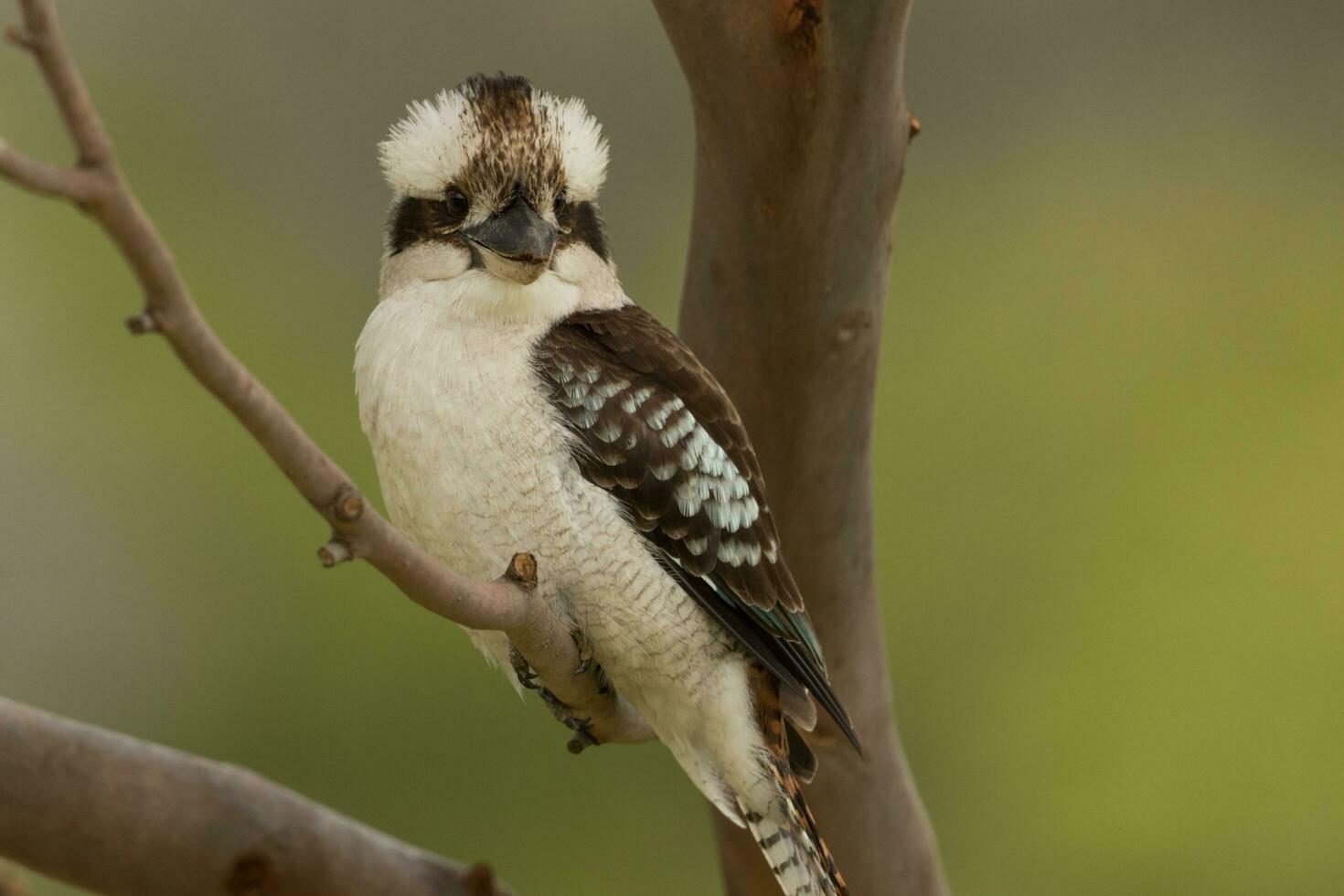 en riant kookaburra dans Australie photo