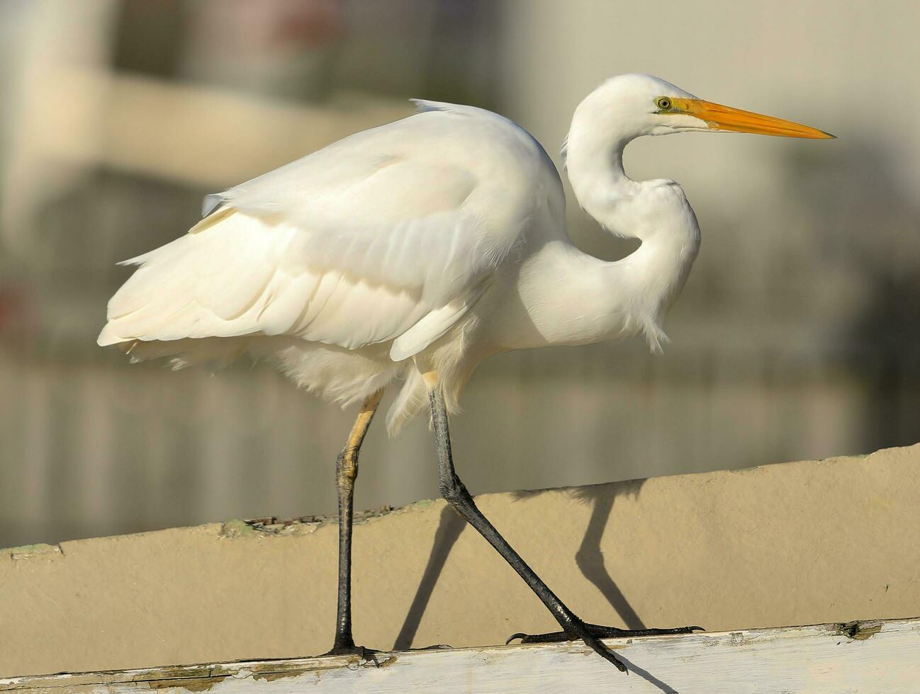 blanc héron dans Nouveau zélande photo