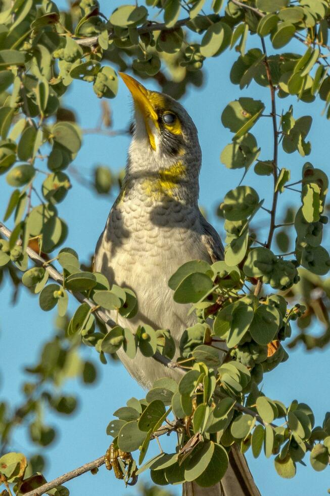 à gorge jaune mineur dans Australie photo