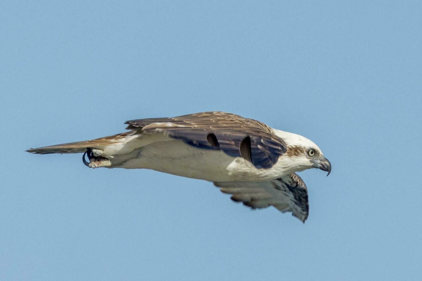 balbuzard le poisson Aigle photo