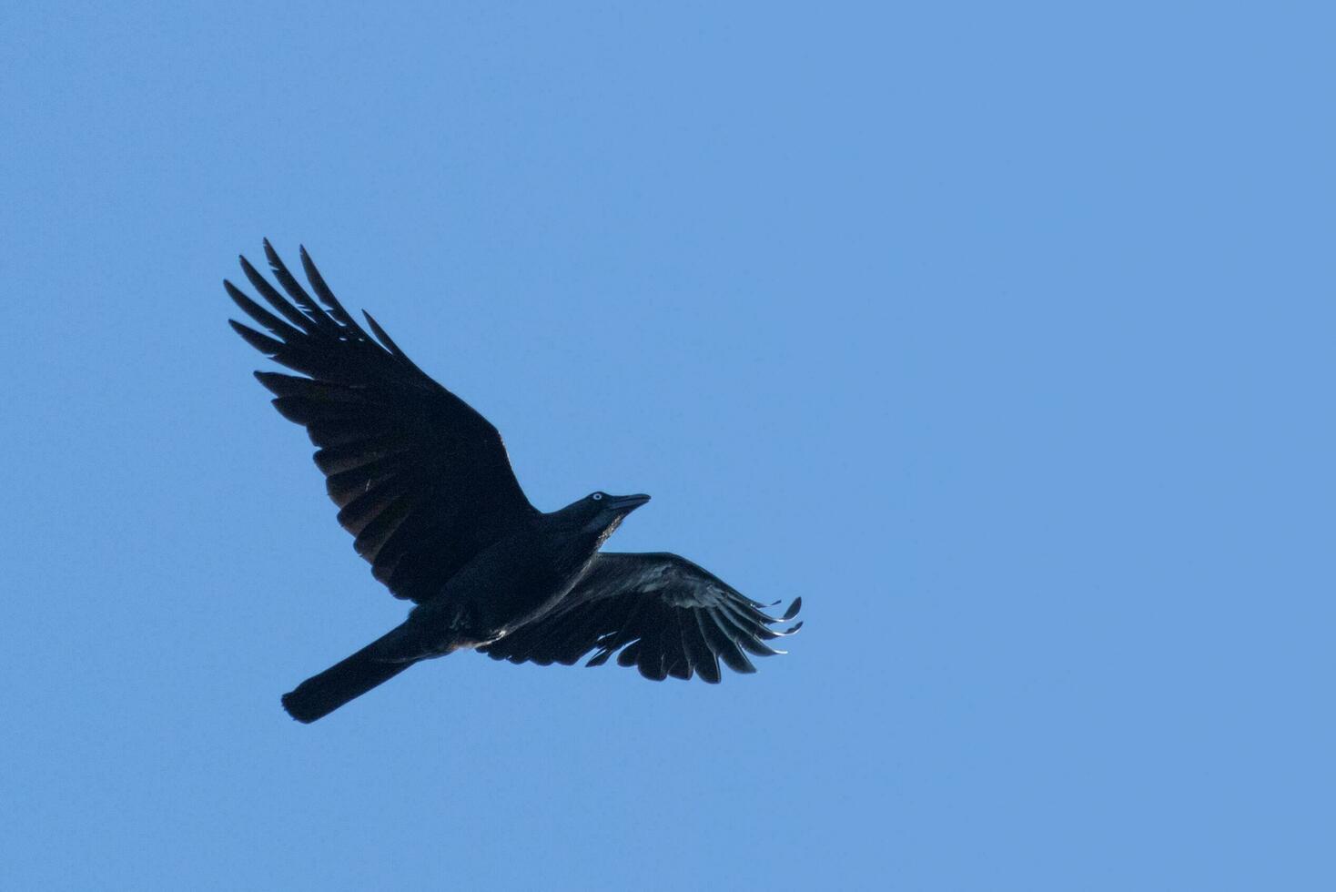 australien corbeau dans Australie photo