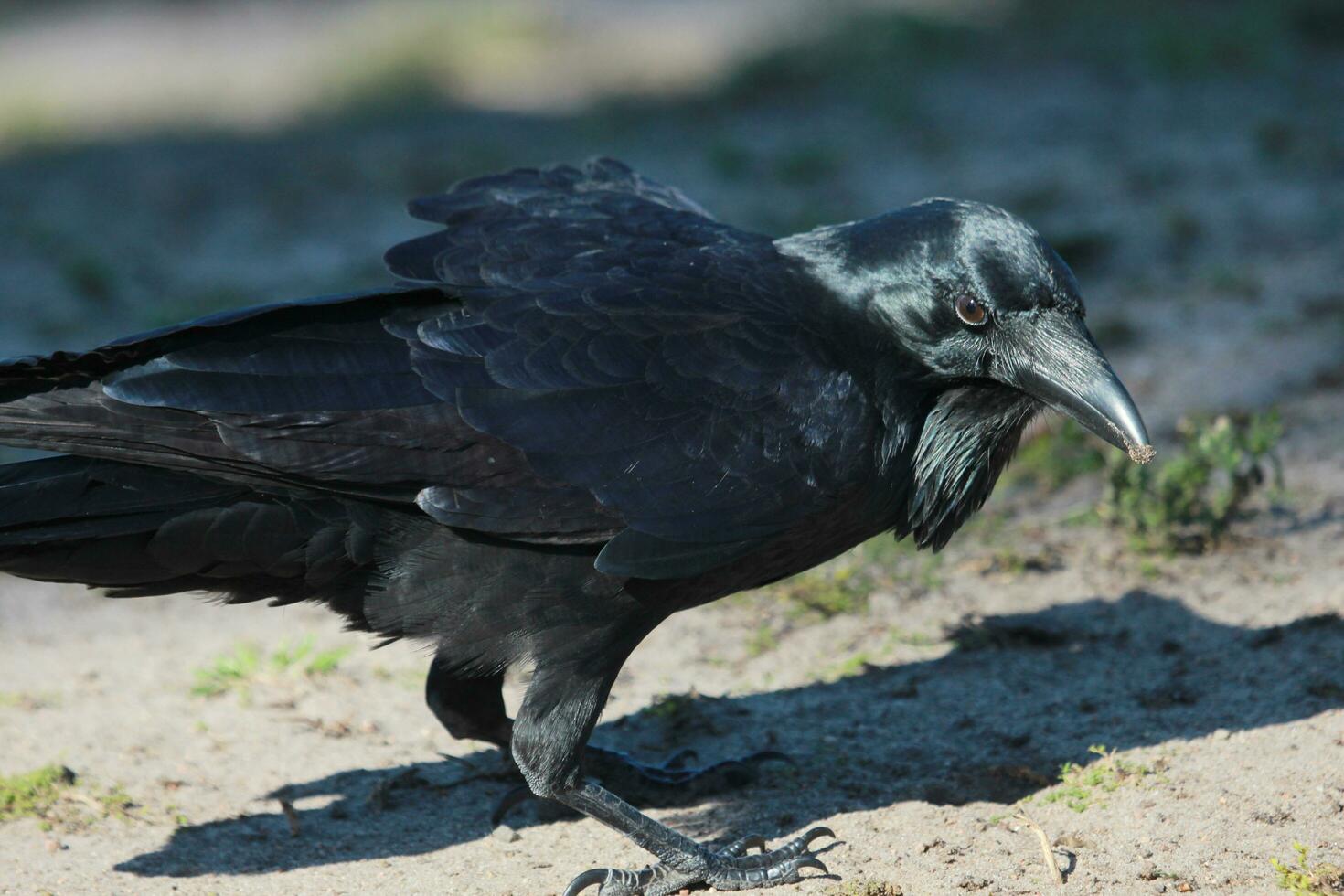 australien corbeau dans Australie photo