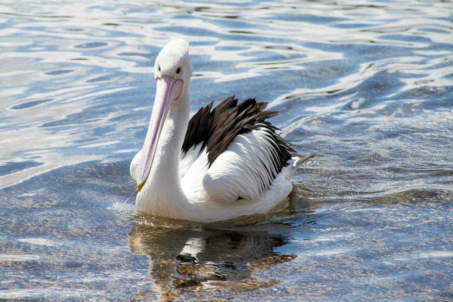 australien blanc pélican photo