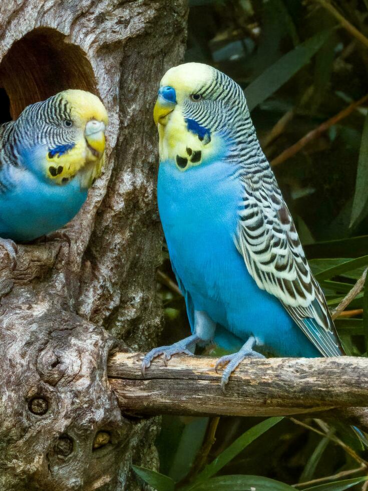 perruche perroquet dans Australie photo