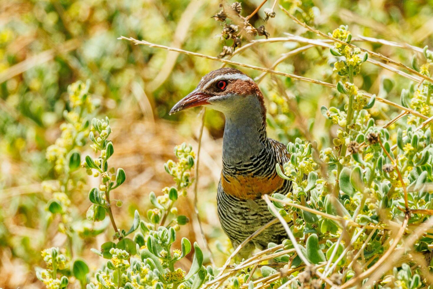 à bandes chamois rail dans australasie photo