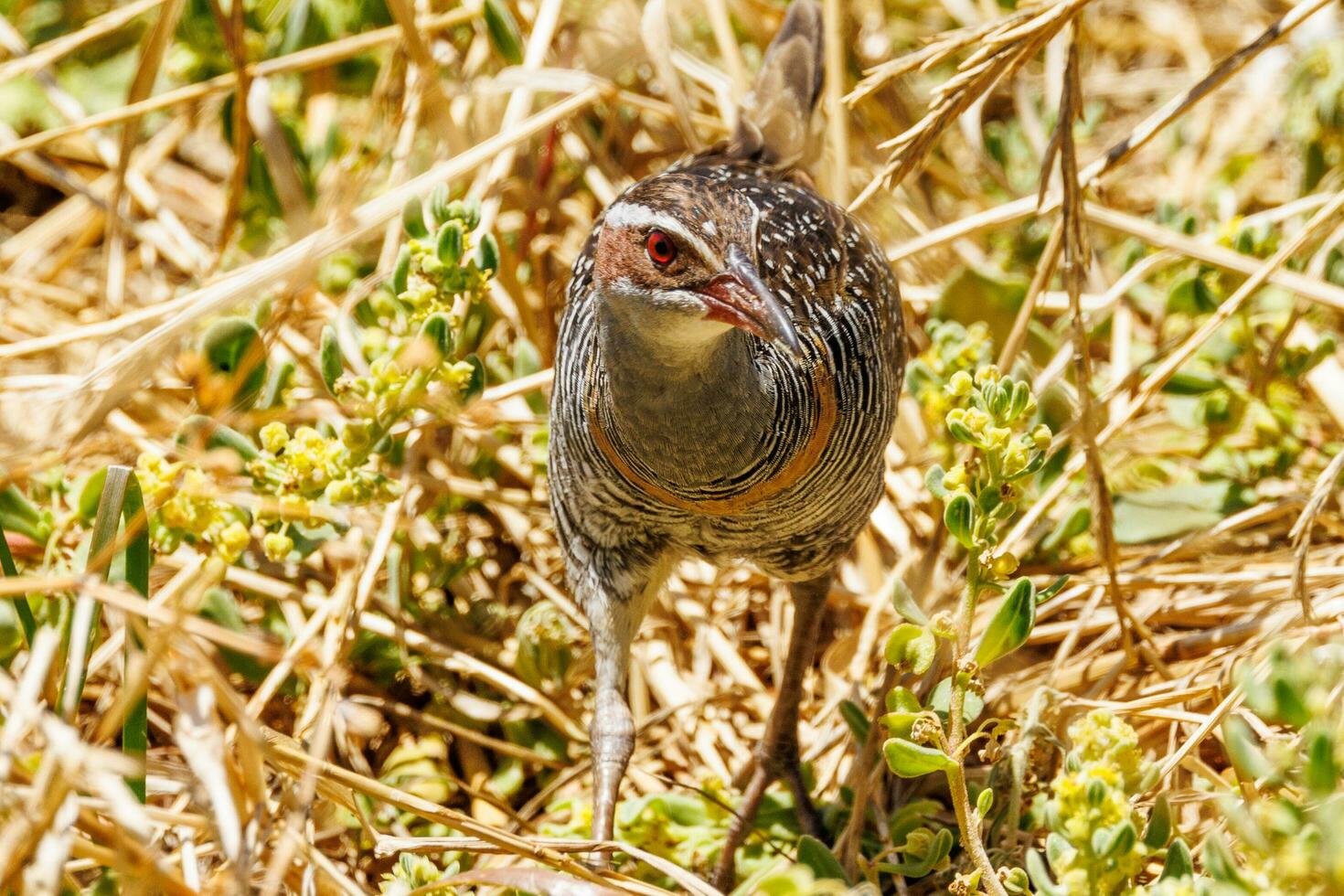 à bandes chamois rail dans australasie photo