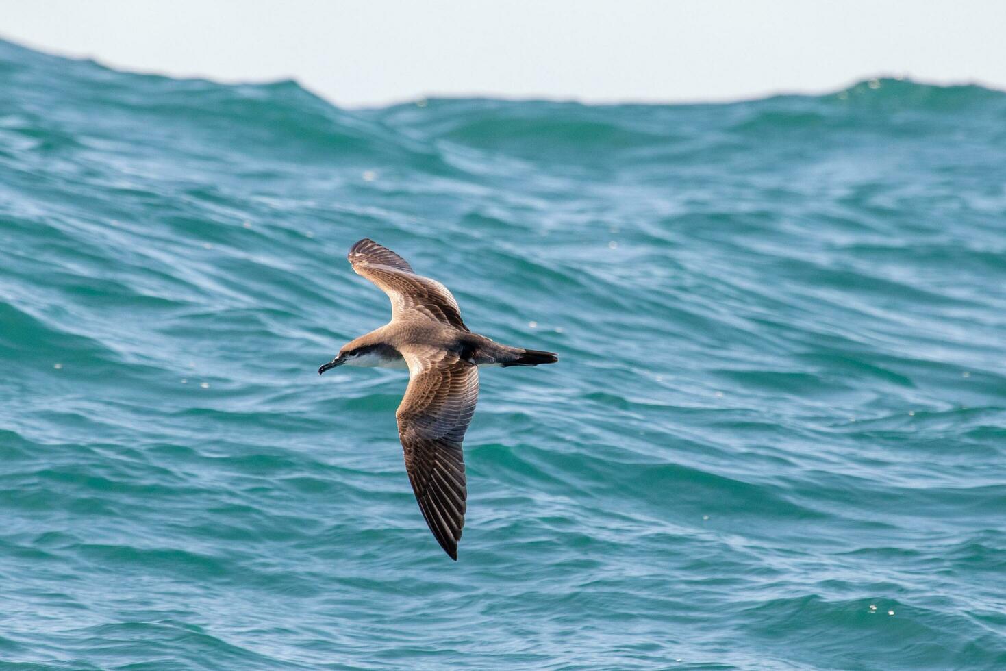 de buller puffin dans australasie photo