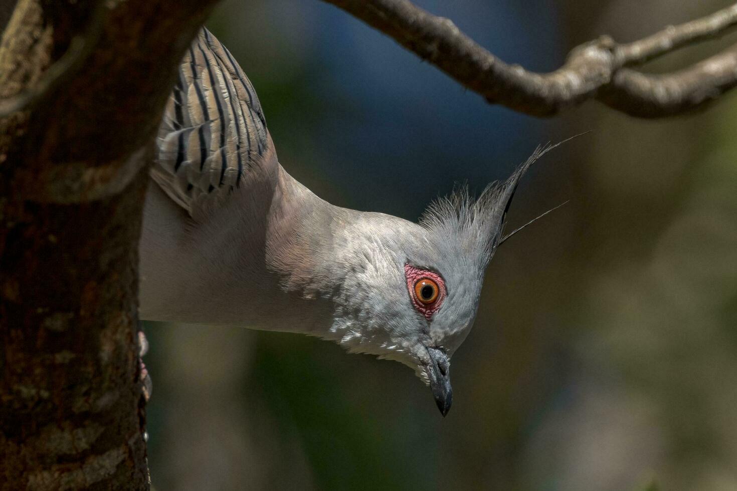 huppé Pigeon dans Australie photo