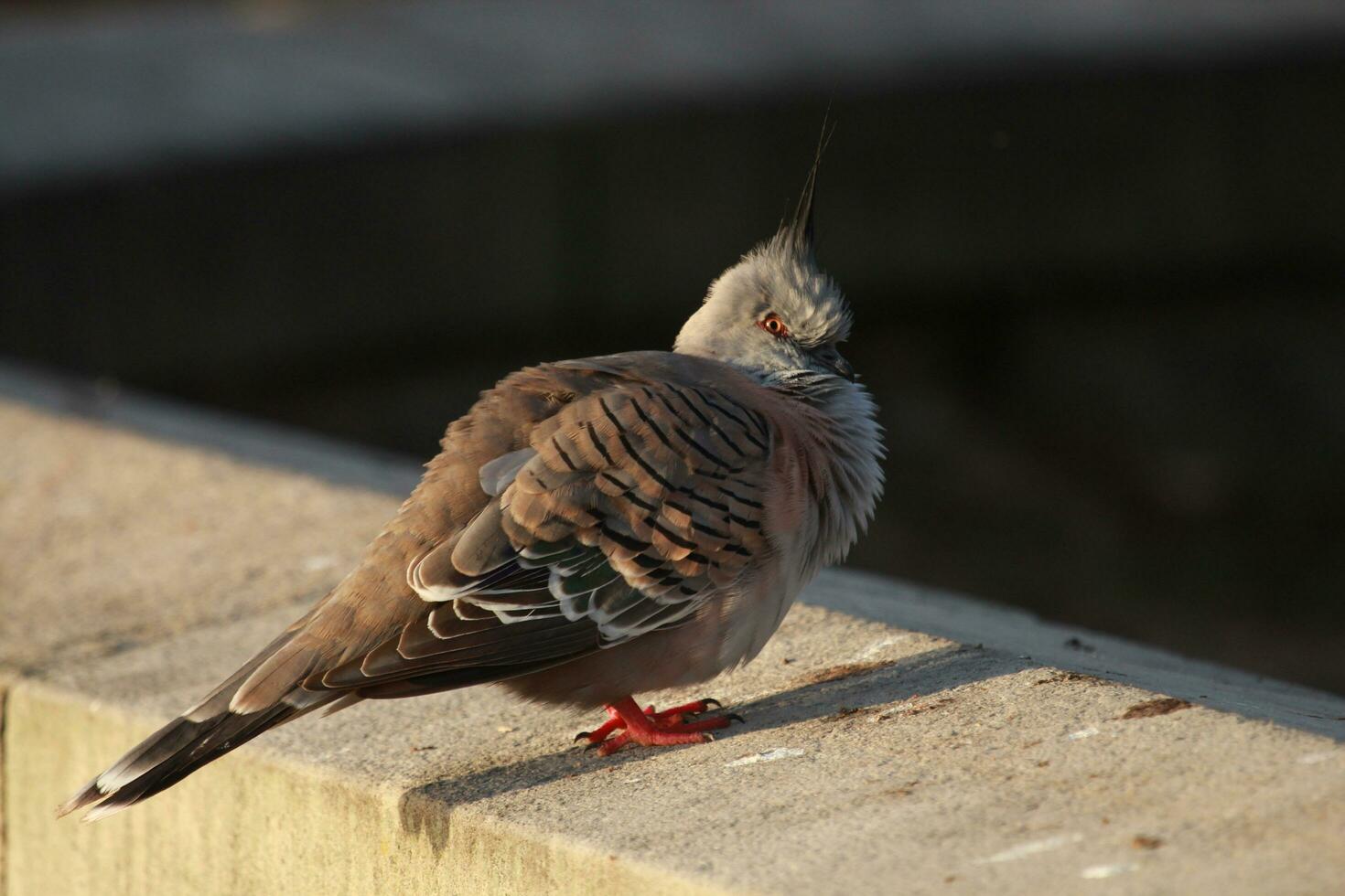 huppé Pigeon dans Australie photo