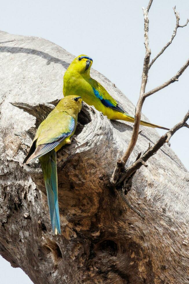 élégant perroquet dans Australie photo