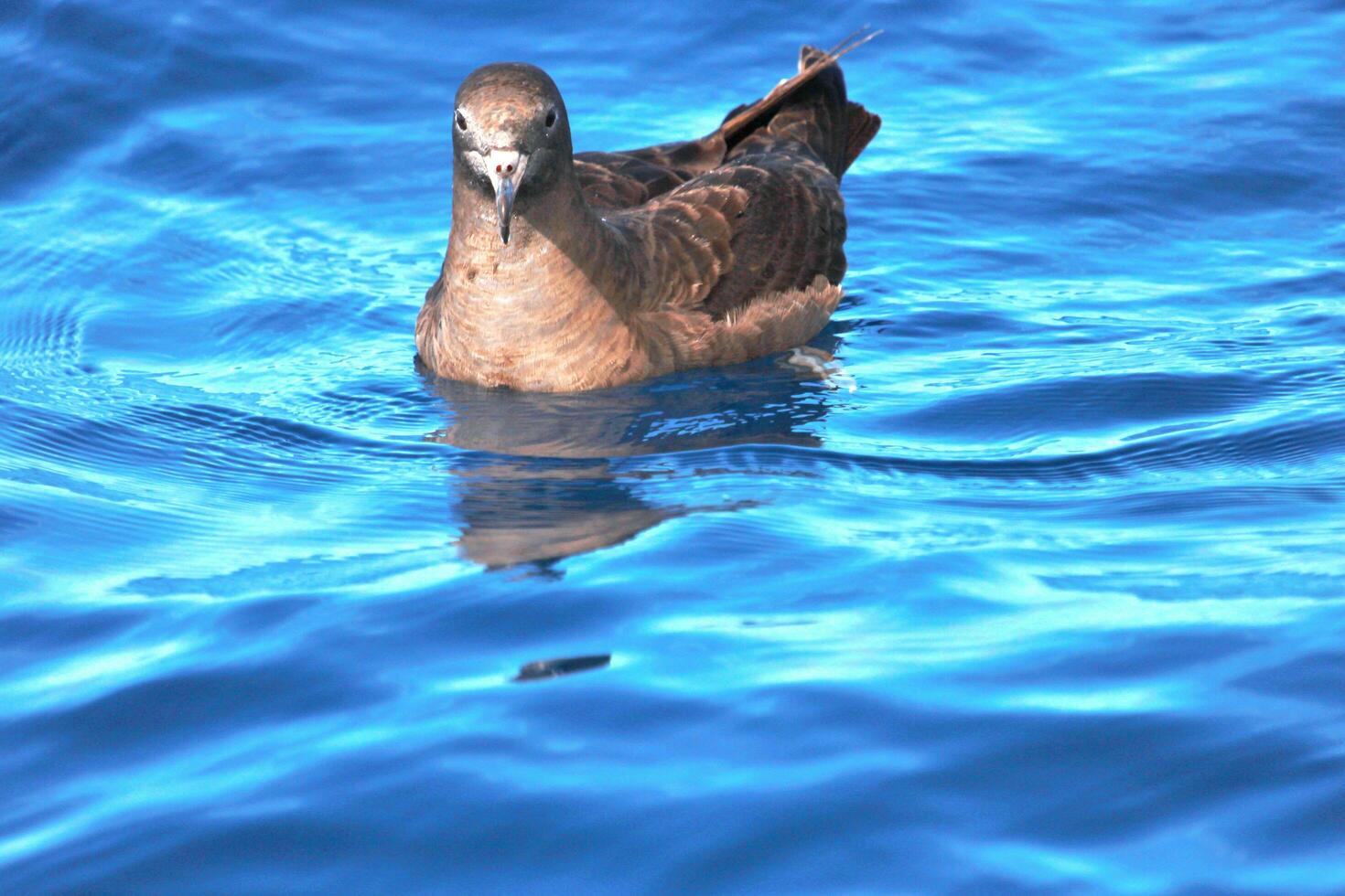 aux pieds de chair puffin dans australasie photo