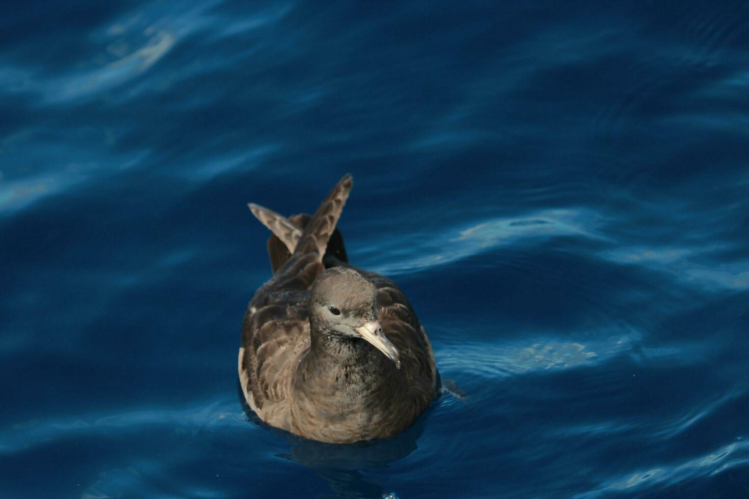 aux pieds de chair puffin dans australasie photo