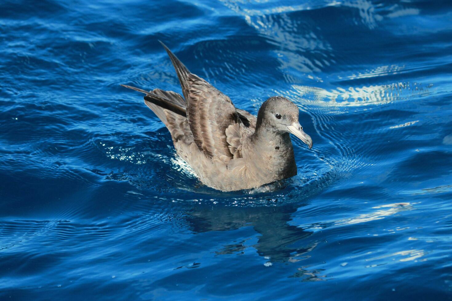 aux pieds de chair puffin dans australasie photo