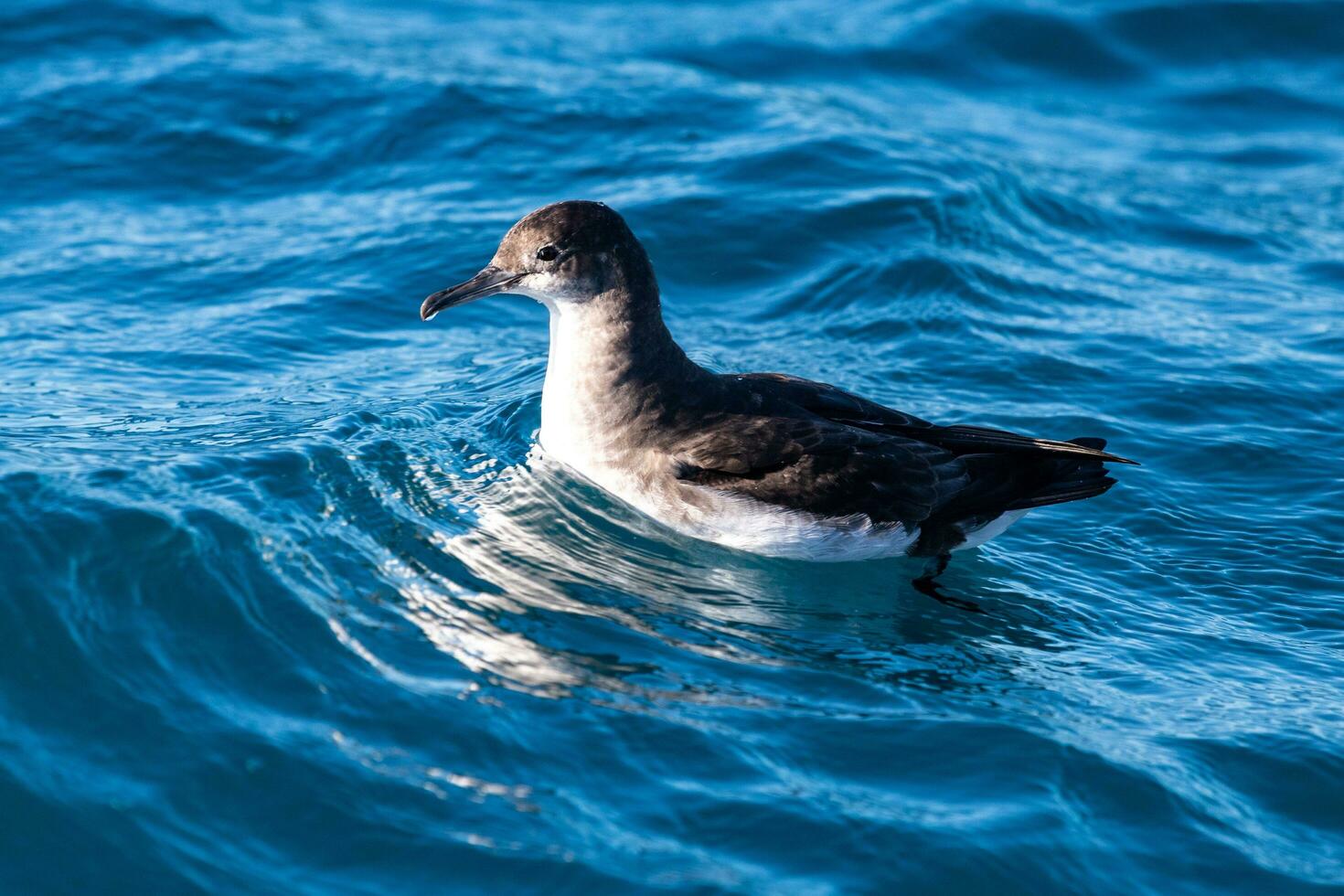 flottant puffin dans australasie photo