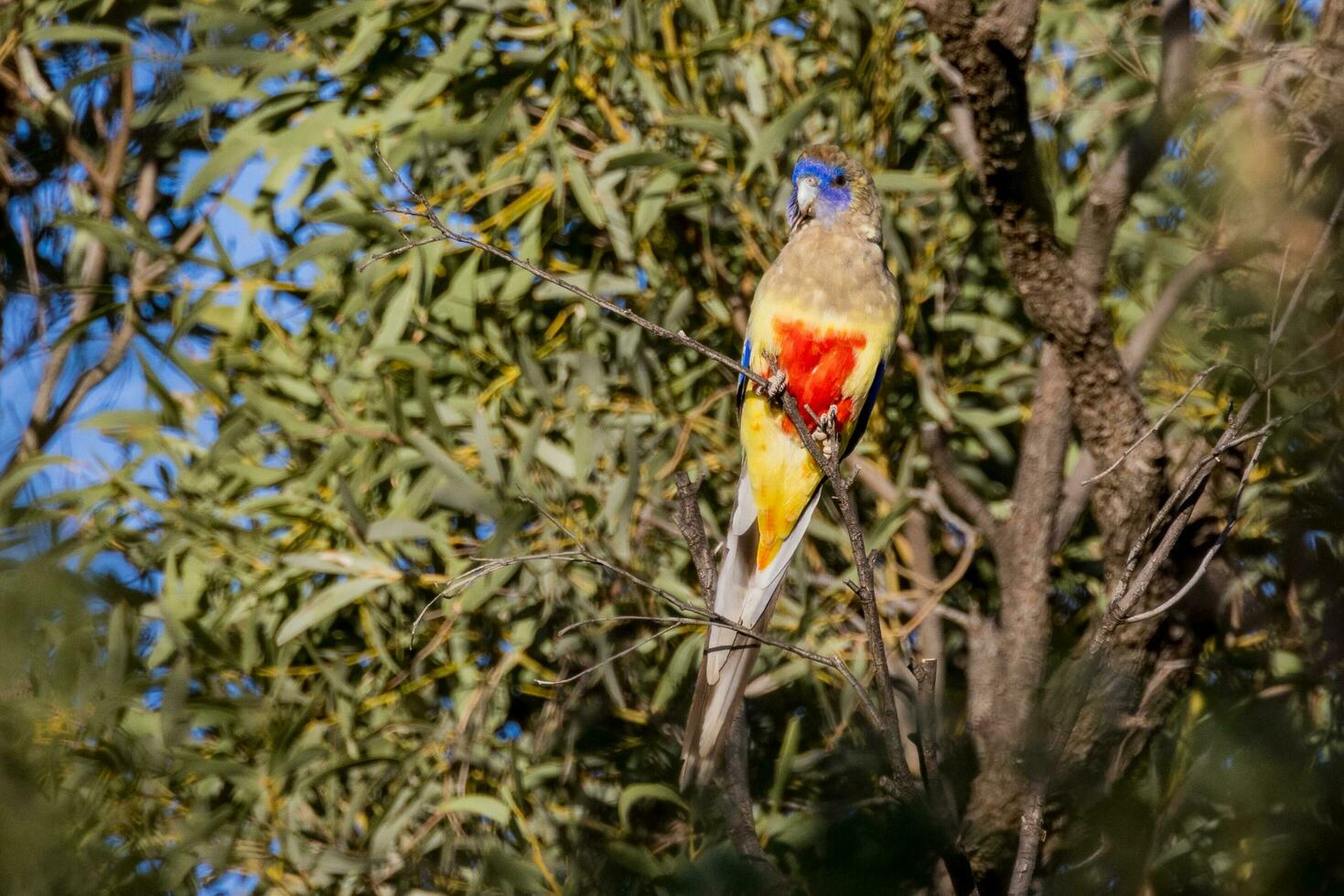 plus grand bluebonnet dans Australie photo