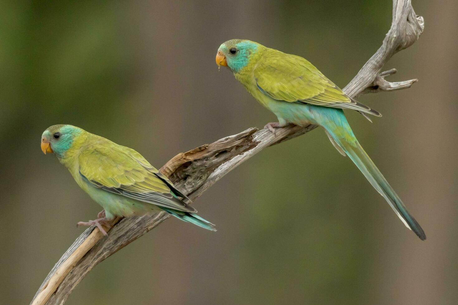 aux épaules d'or perroquet dans Australie photo