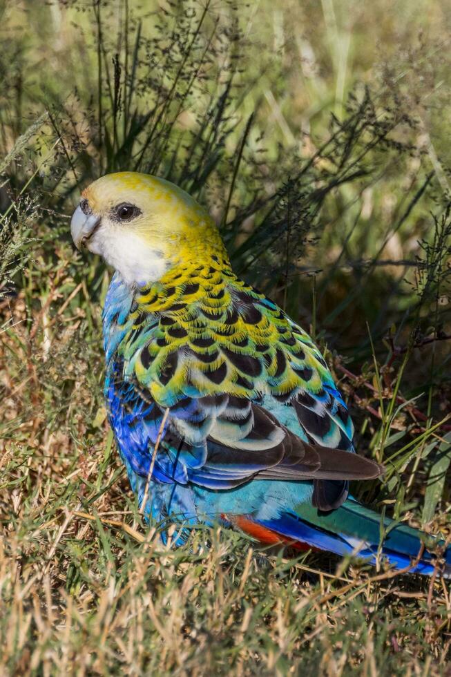 tête pâle Rosella dans Australie photo