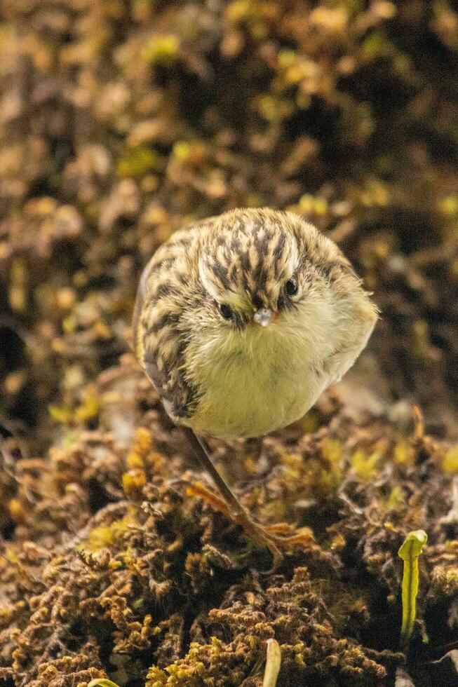 fusilier dans Nouveau zélande photo