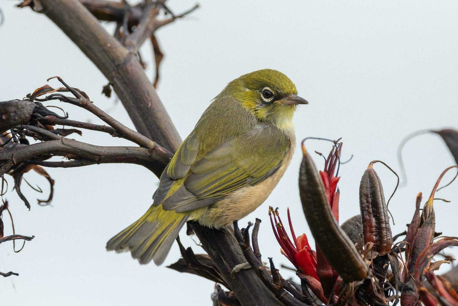 silvereye dans australasie photo