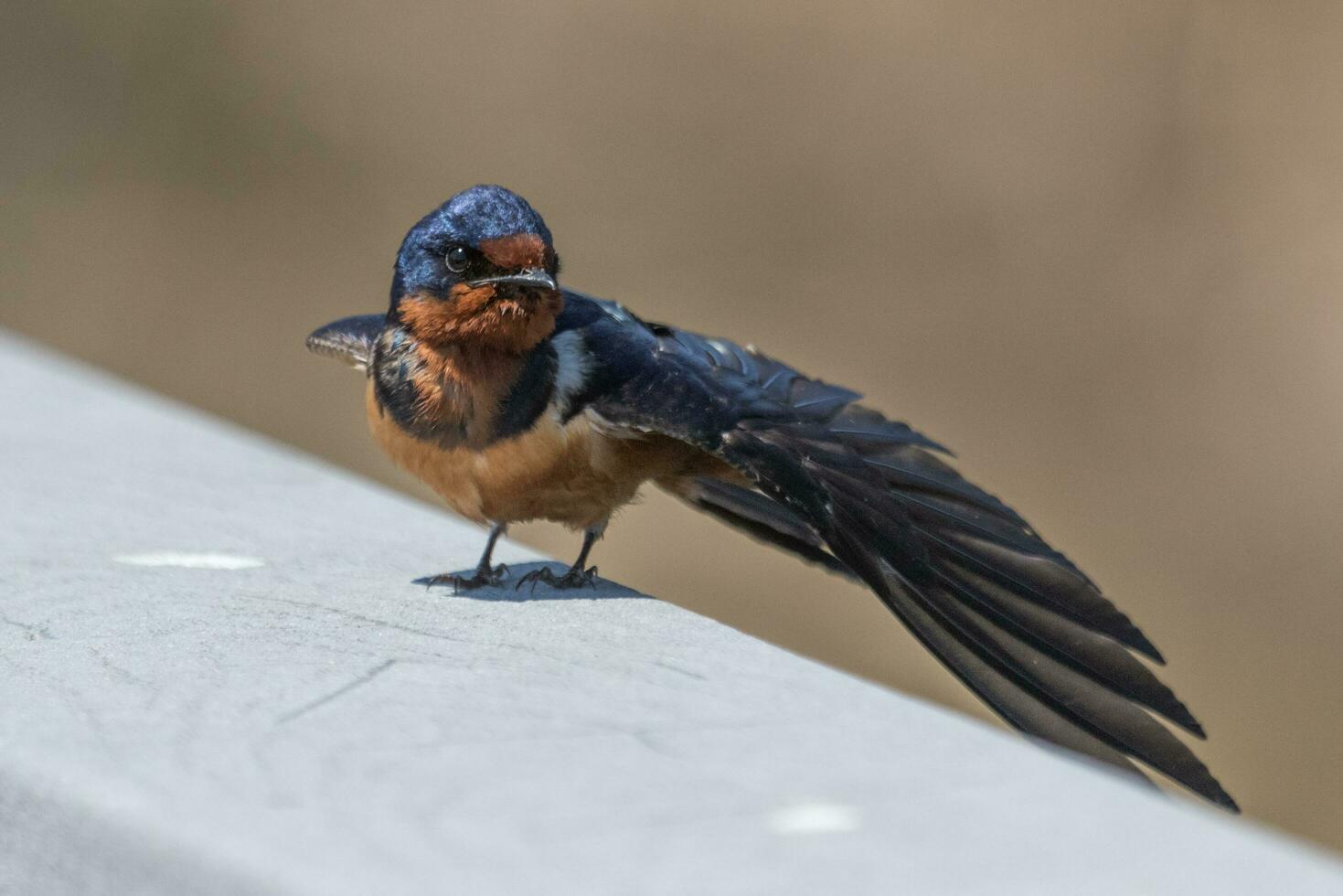 Grange avaler oiseau photo