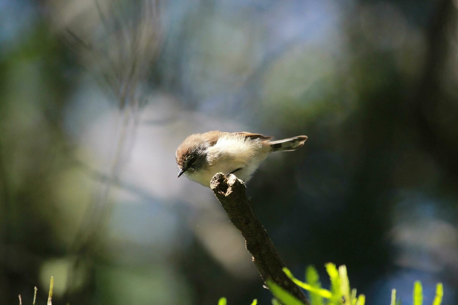 marron bec d'épine dans Australie photo