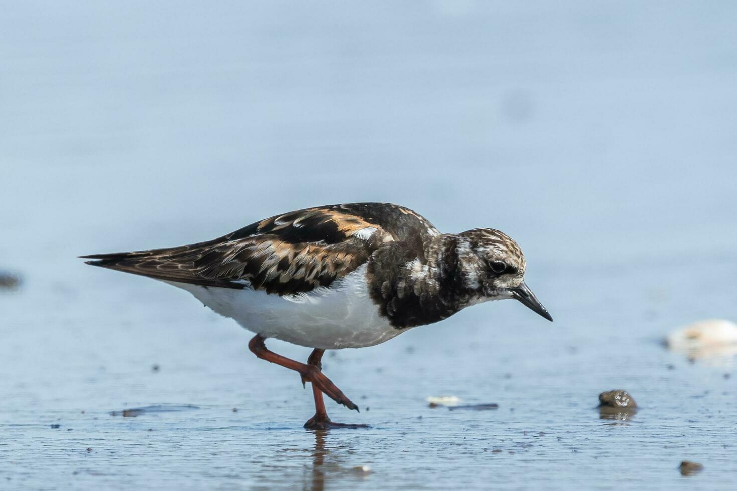 rouge turnstone dans australasie photo