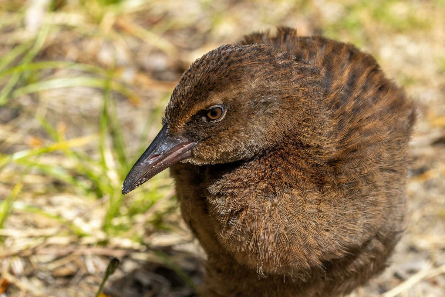 weka endémique rail de Nouveau zélande photo