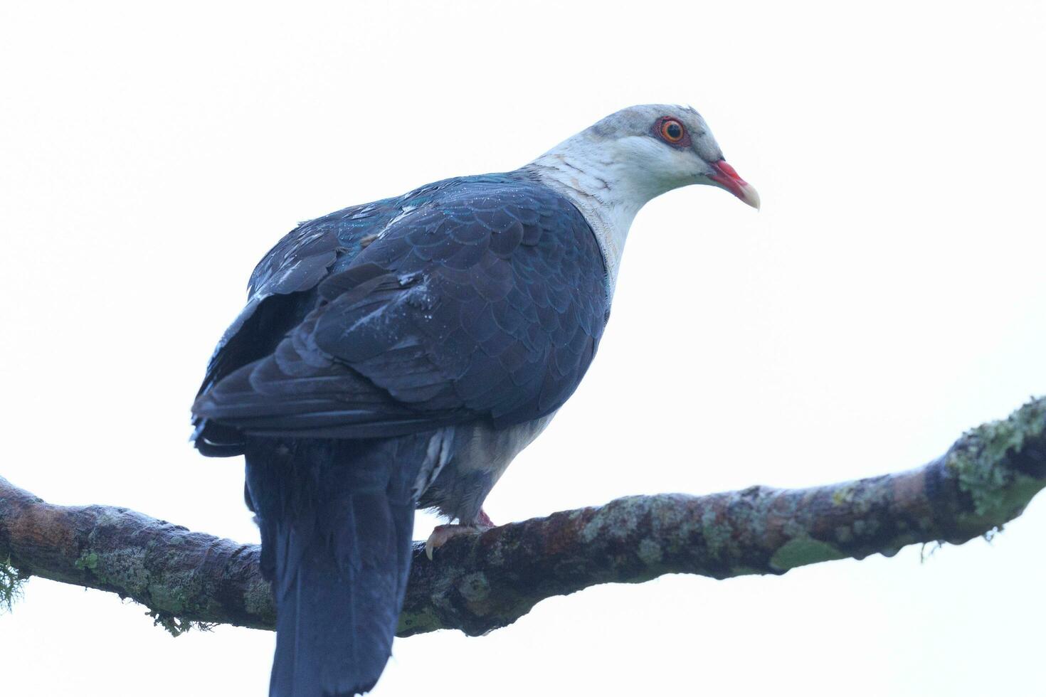 à tête blanche Pigeon dans Australie photo