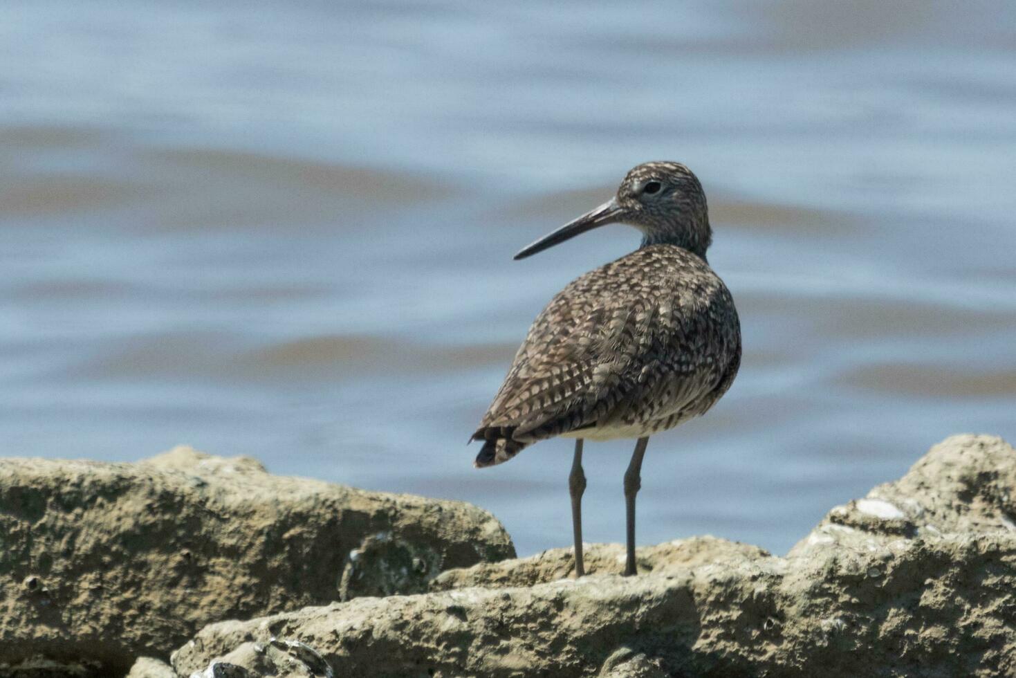 Willet oiseau de rivage dans Etats-Unis photo