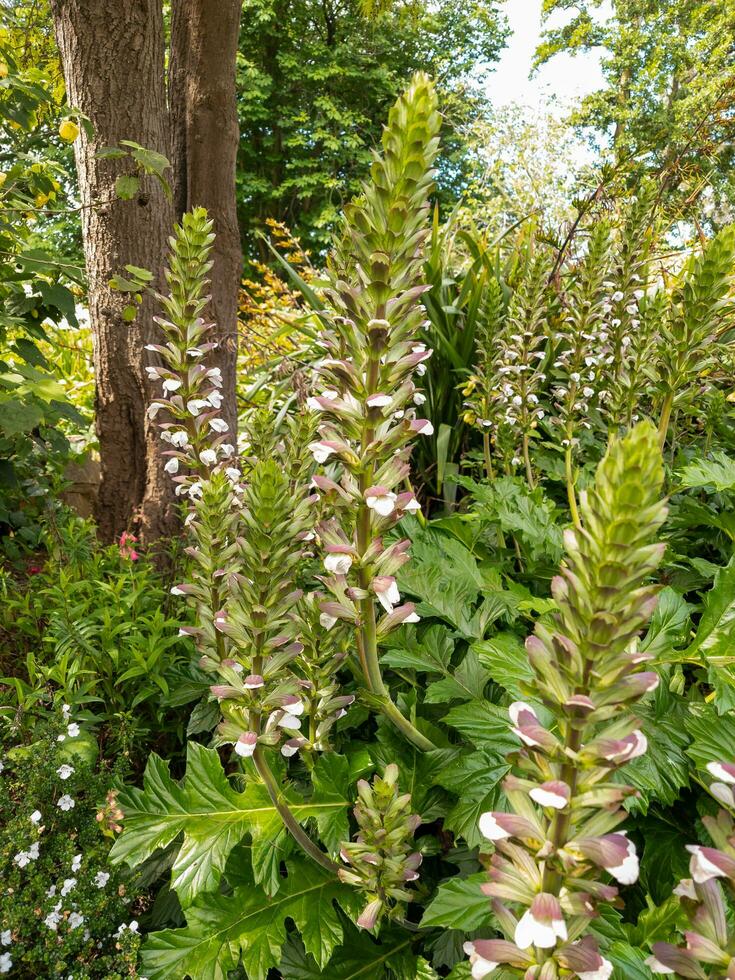 ours culotte plante photo