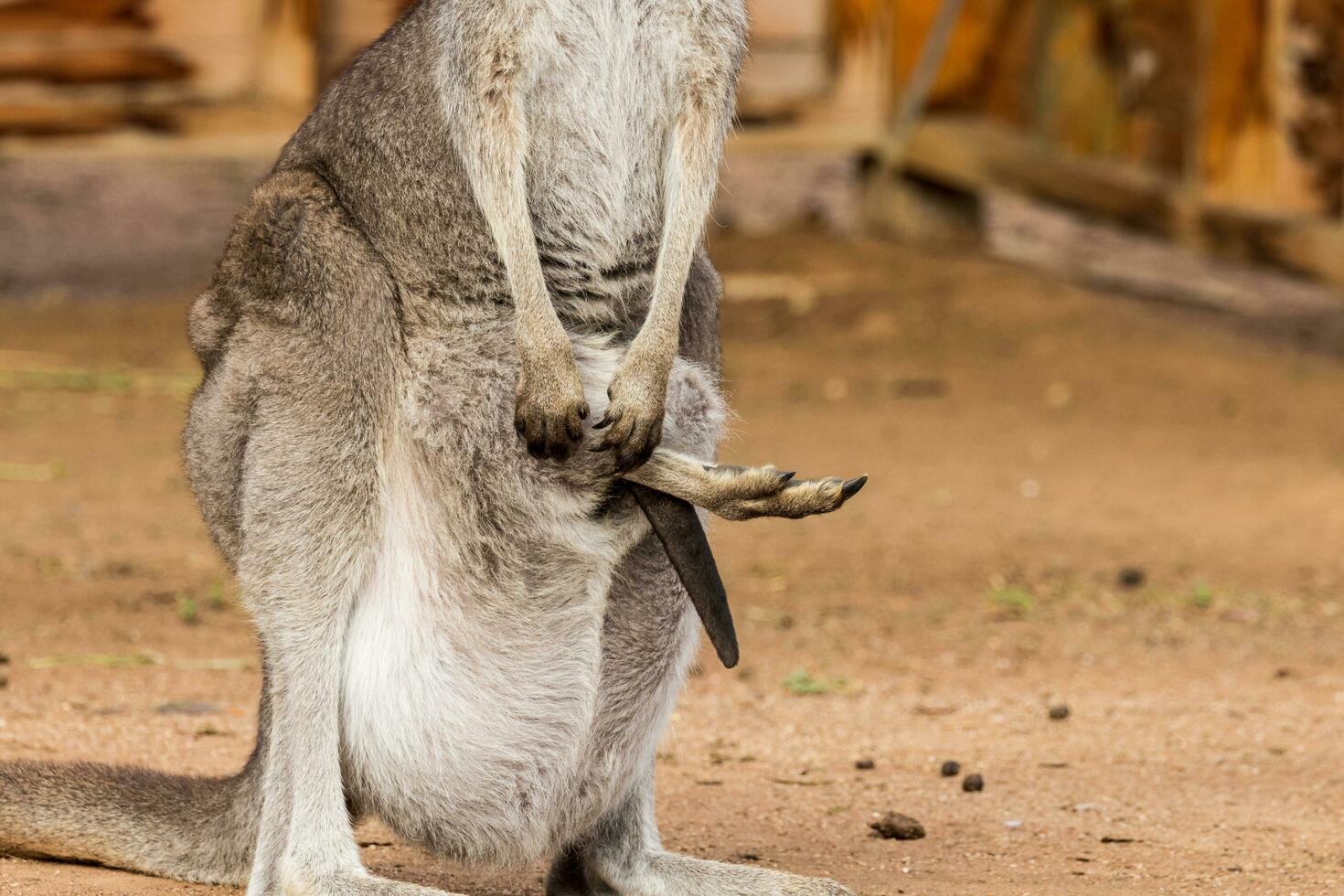 kangourou gris de l'est photo