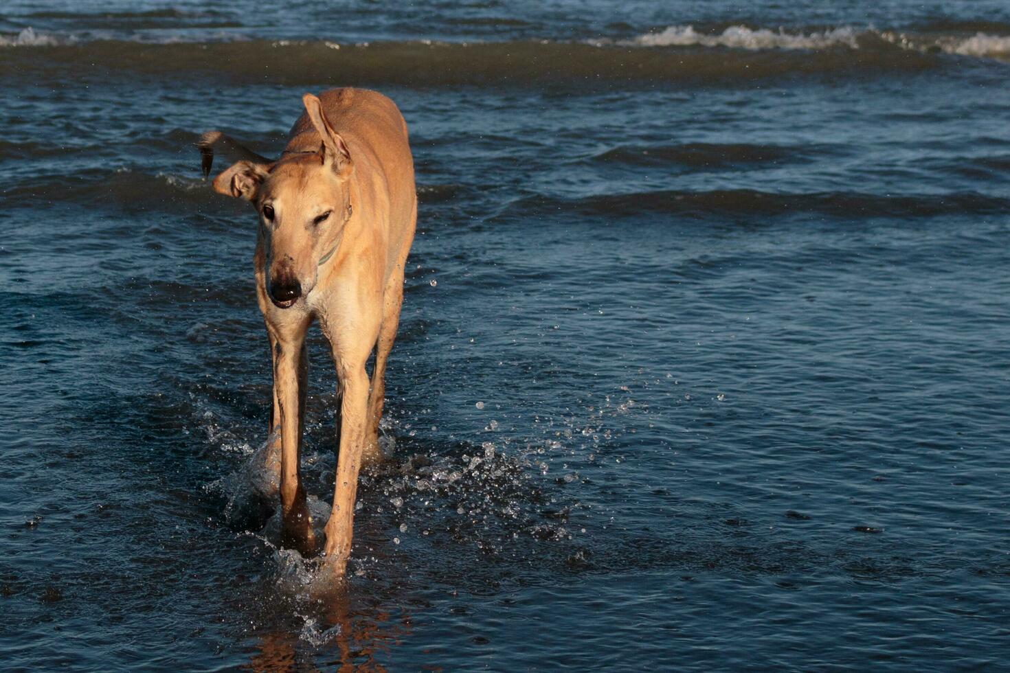 mignonne levrette chien photo