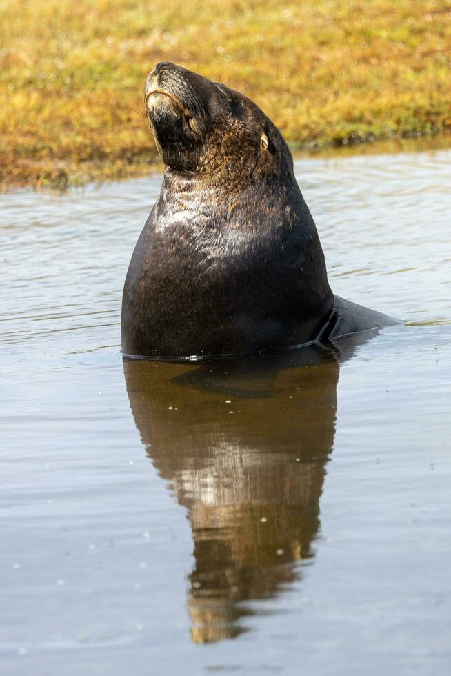 Lion de mer de Nouvelle-Zélande photo