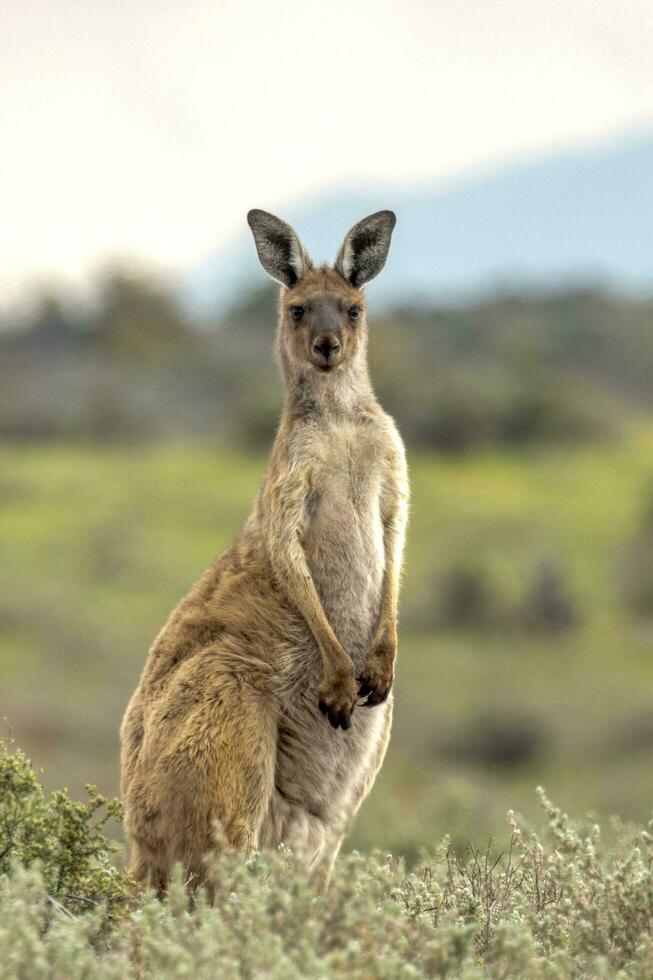 rouge kangourou dans Australie photo