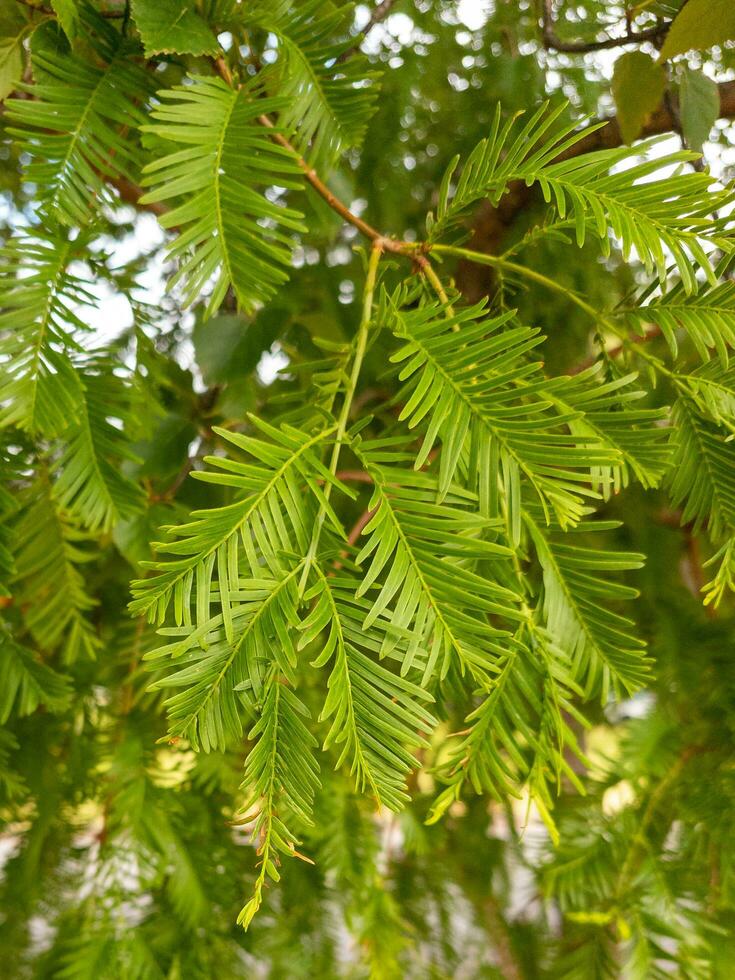 Aube séquoia arbre photo