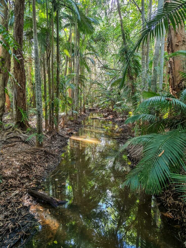 cattana marécages, Queensland, Australie photo