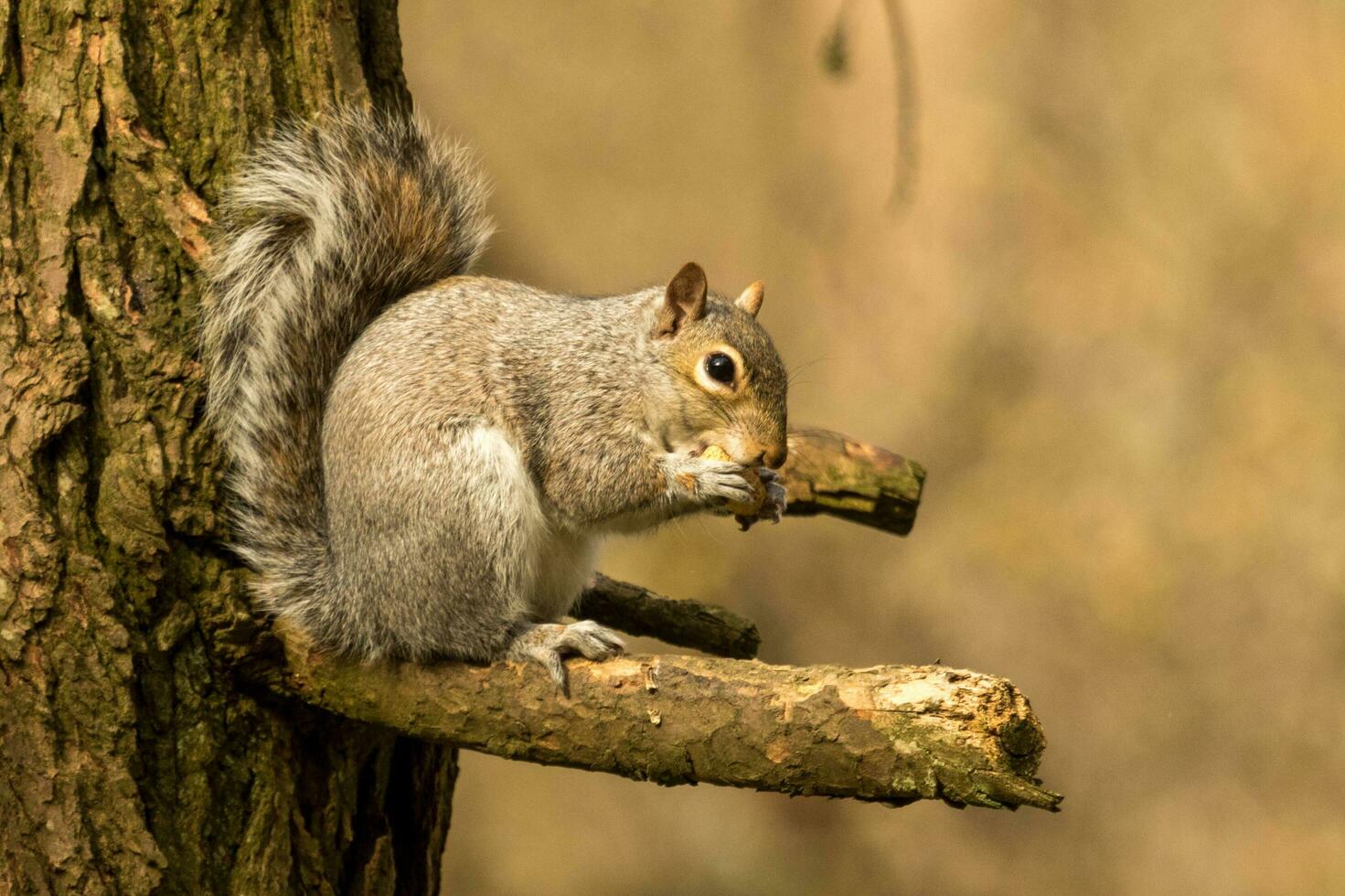 mignonne gris écureuil photo