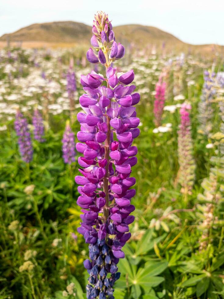 à grandes feuilles lupin dans Nouveau zélande photo