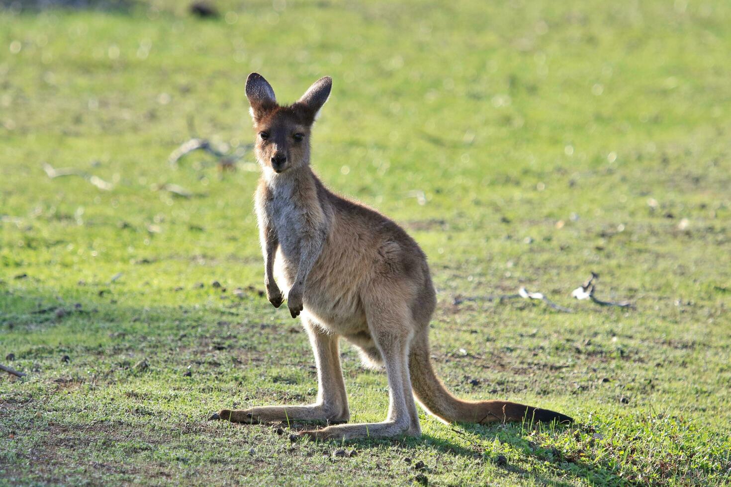 kangourou gris de l'ouest photo