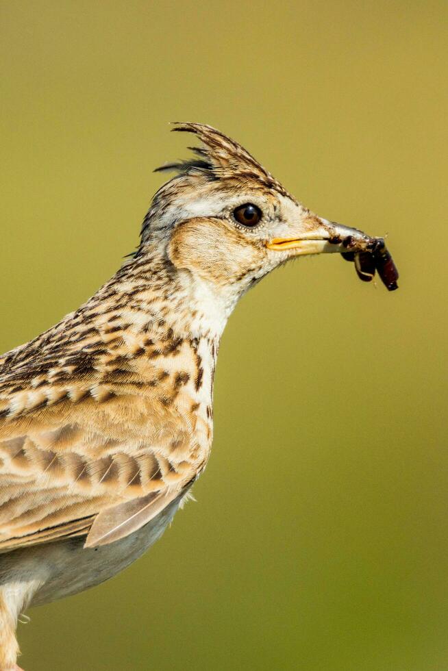 eurasien alouette dans Australie photo