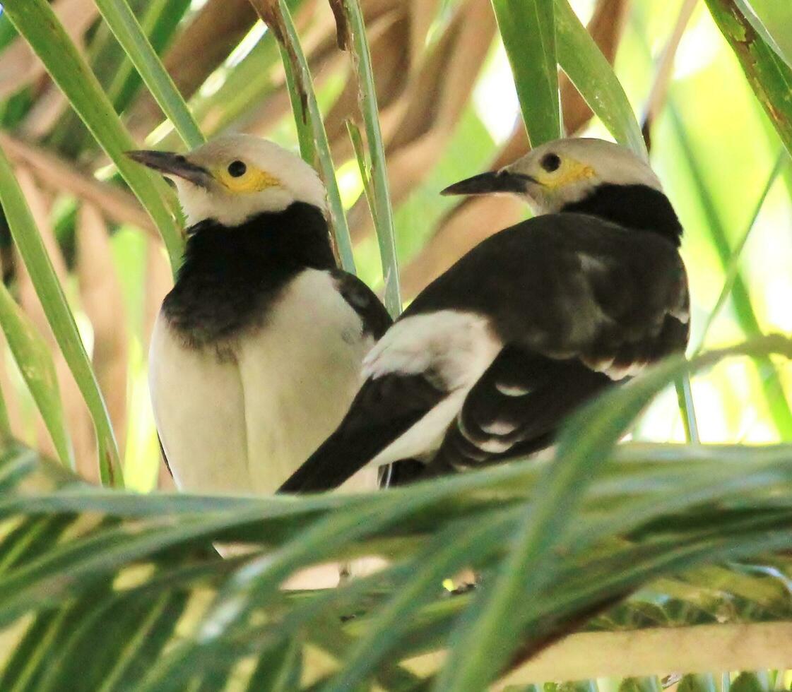 à col noir étourneau dans Thaïlande photo