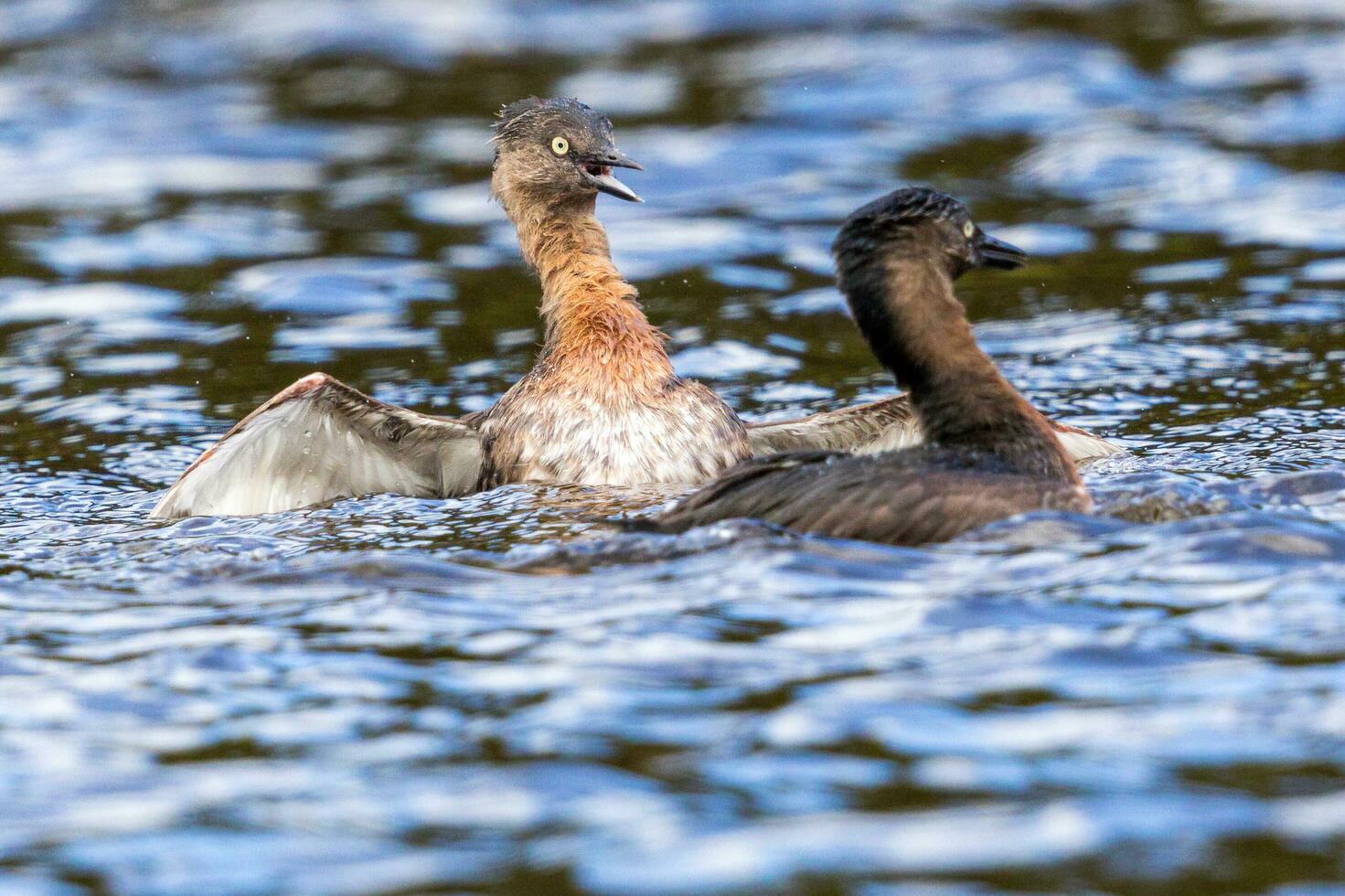 dabchick Nouveau zélande grèbe photo