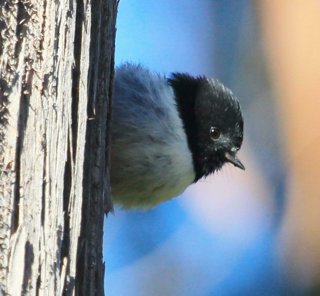 Nord île tomtit photo