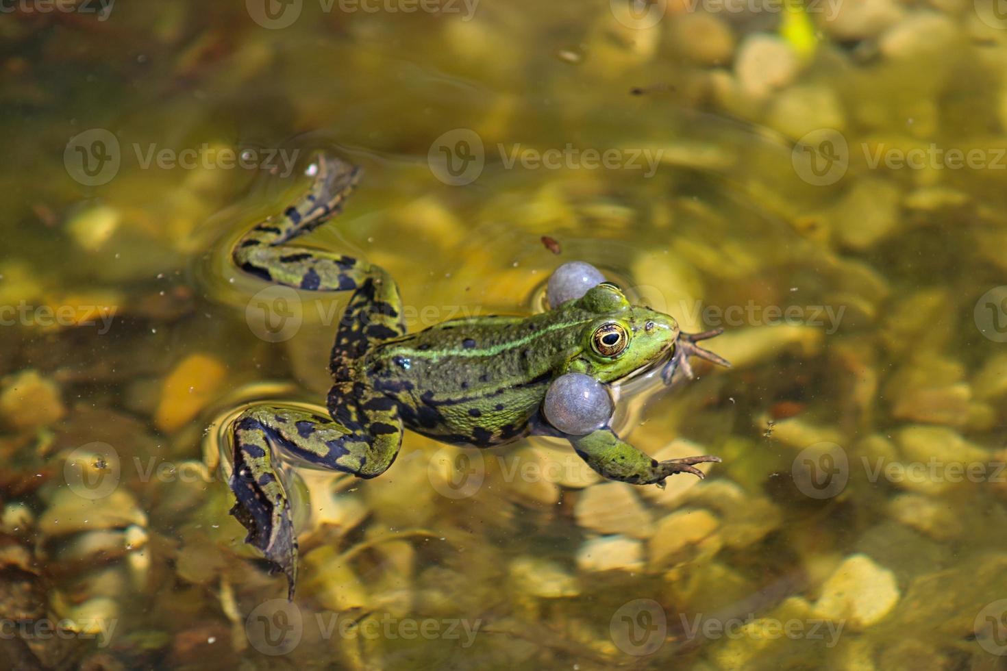 grenouille sur un étang local au printemps photo